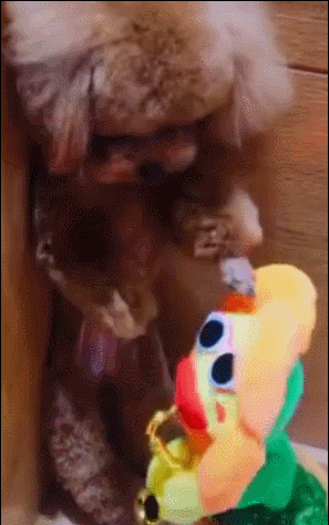 何超生日收别致大礼!从此开始妖娆花逗狗的生活