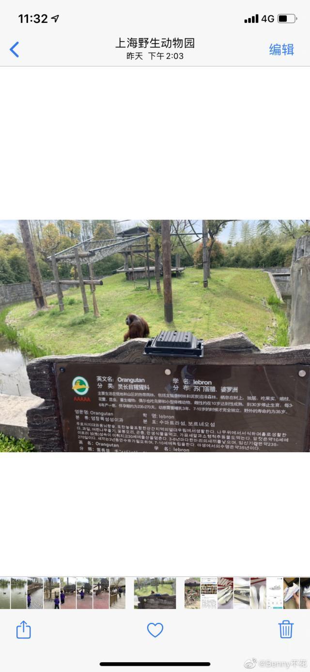 红毛猩猩学名lebron上海野生动物园疑似辱詹姆斯