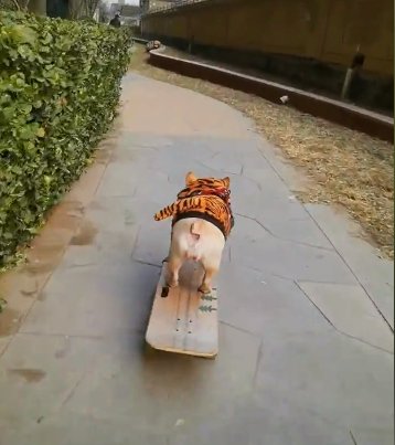 2岁狗狗玩滑板火了 会拐弯漂移