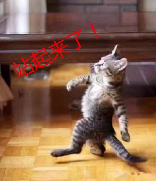 我三喵从此特么站起来啦!jpg