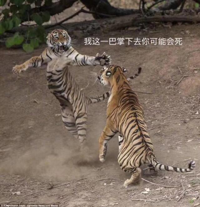 【世界杯日报24】快乐足球总决赛!