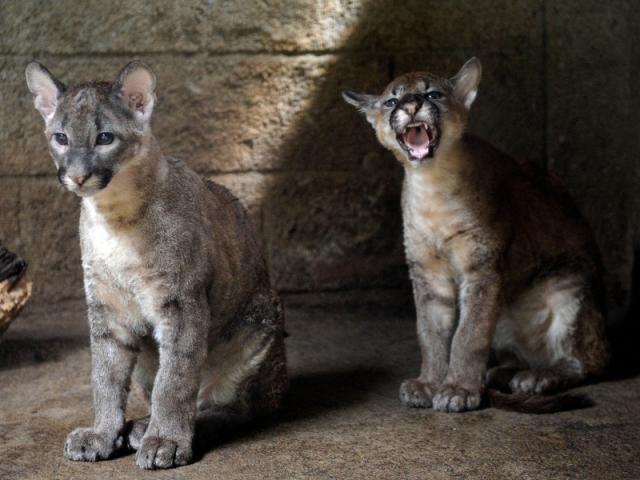 pumas-barcelona--e1459943733789.jpg