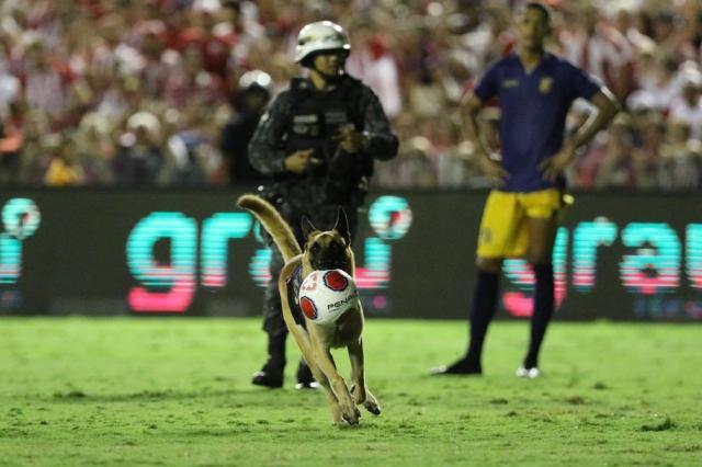 巴西一州联赛决赛 警犬闯入球场 把皮球叼走啦！