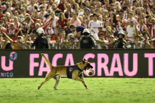 巴西一州联赛决赛 警犬闯入球场 把皮球叼走啦！