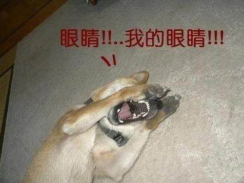 u=4156394394,2558899565&fm=253&fmt=auto&app=138&f=JPEG.webp.jpg