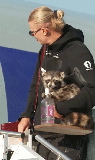 1783987117593048088.gif 哈兰德浣熊.gif
